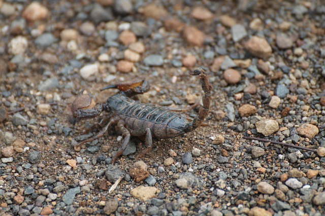 scorpion camo
