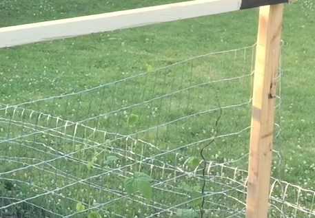 climbers for bean plants