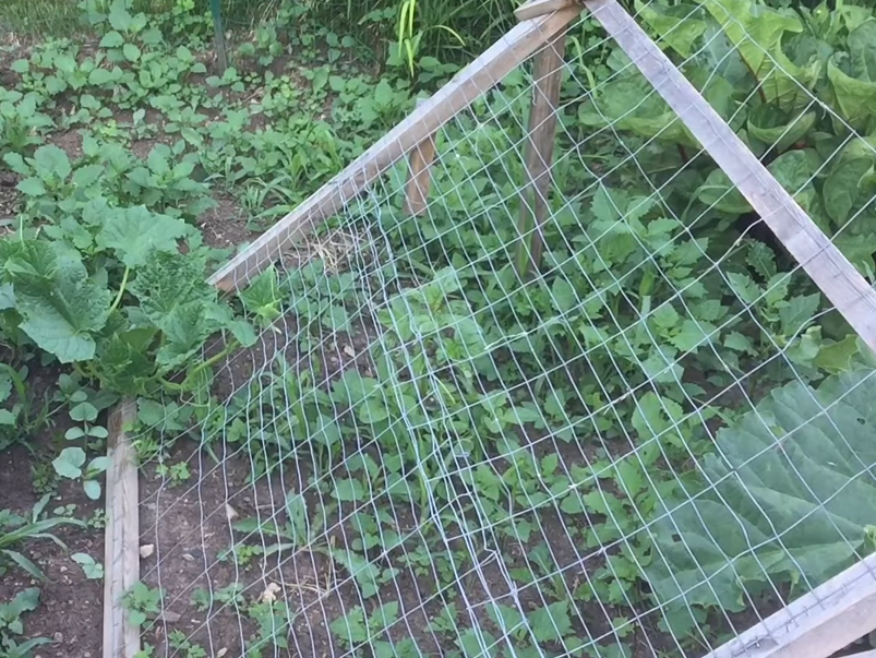 netting for cucumbers