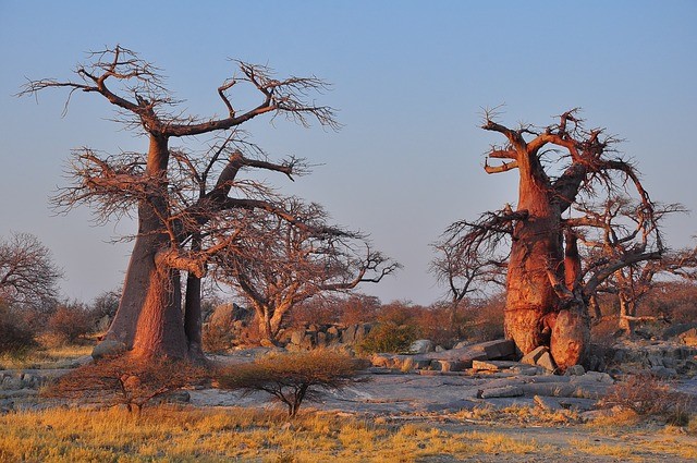 Baobab tree madagascar