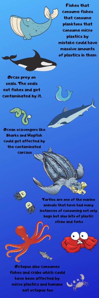 ocean food chain