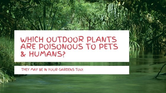 Which outdoor plants are poisonous to dogs & humans?