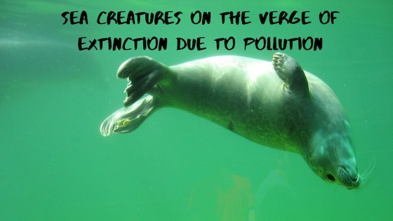 Sea creatures on the verge of extinction