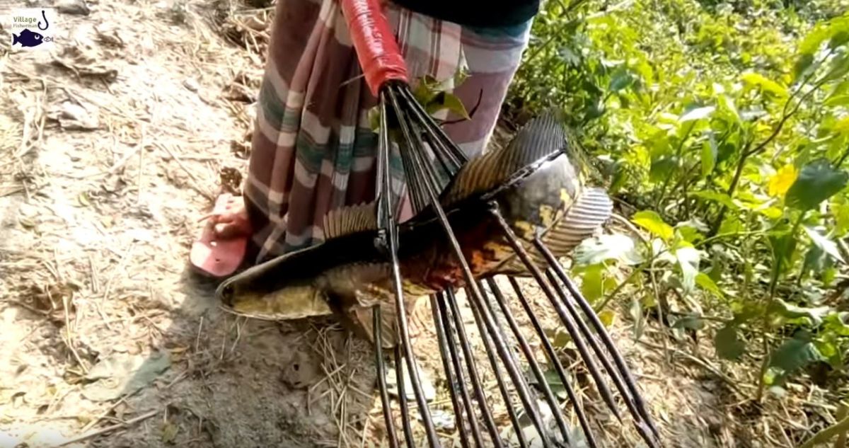 Bangladesh fishing spear with multiple spear heads