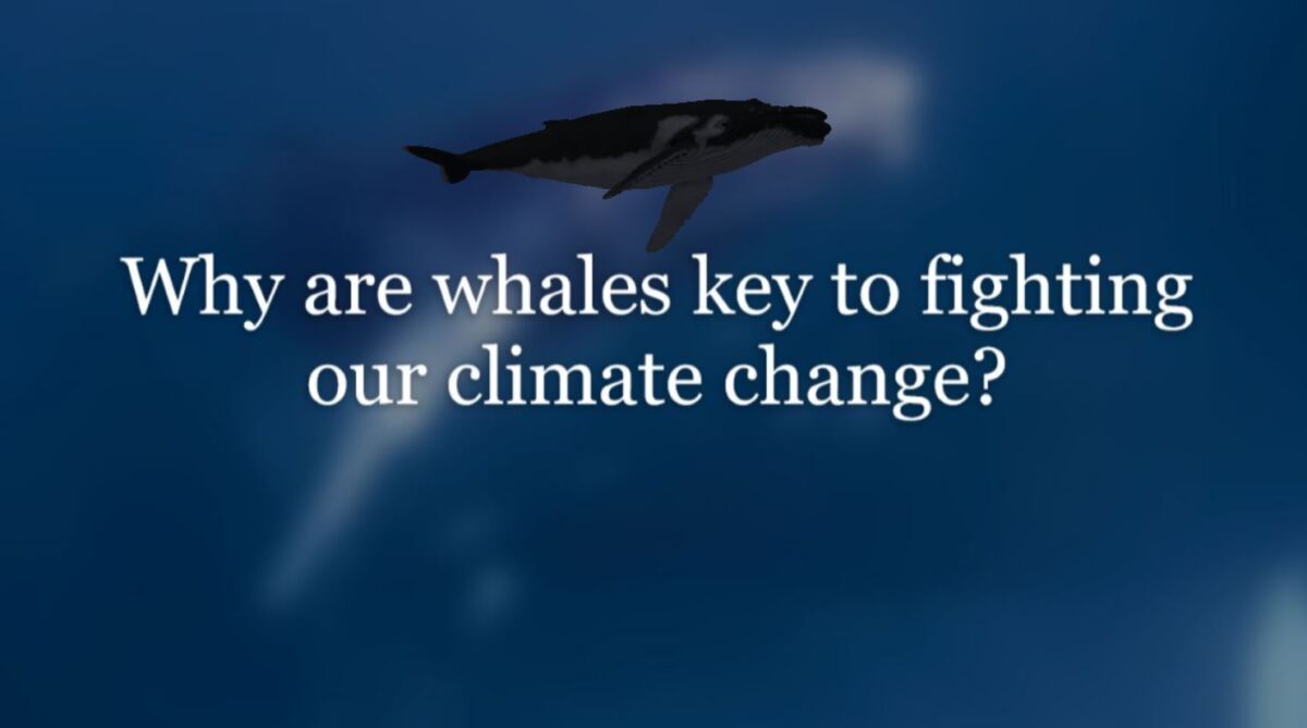 whales