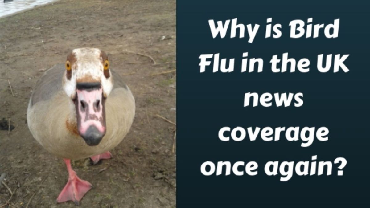 Why is avian Influenza in the UK news coverage once again?
