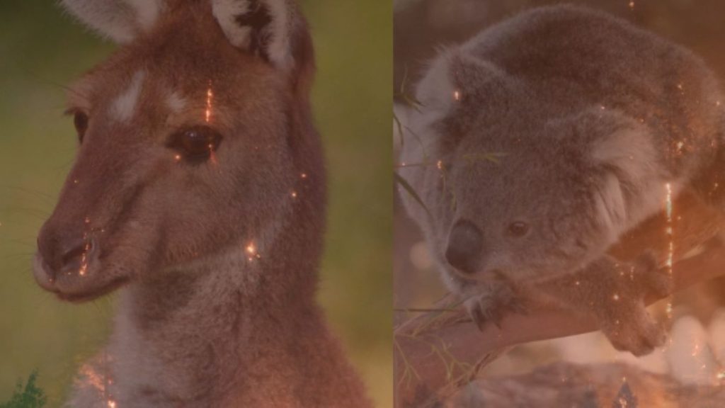 Koalas & Kanagaroos are suffering due to the wild fire look into the eyes of these animals