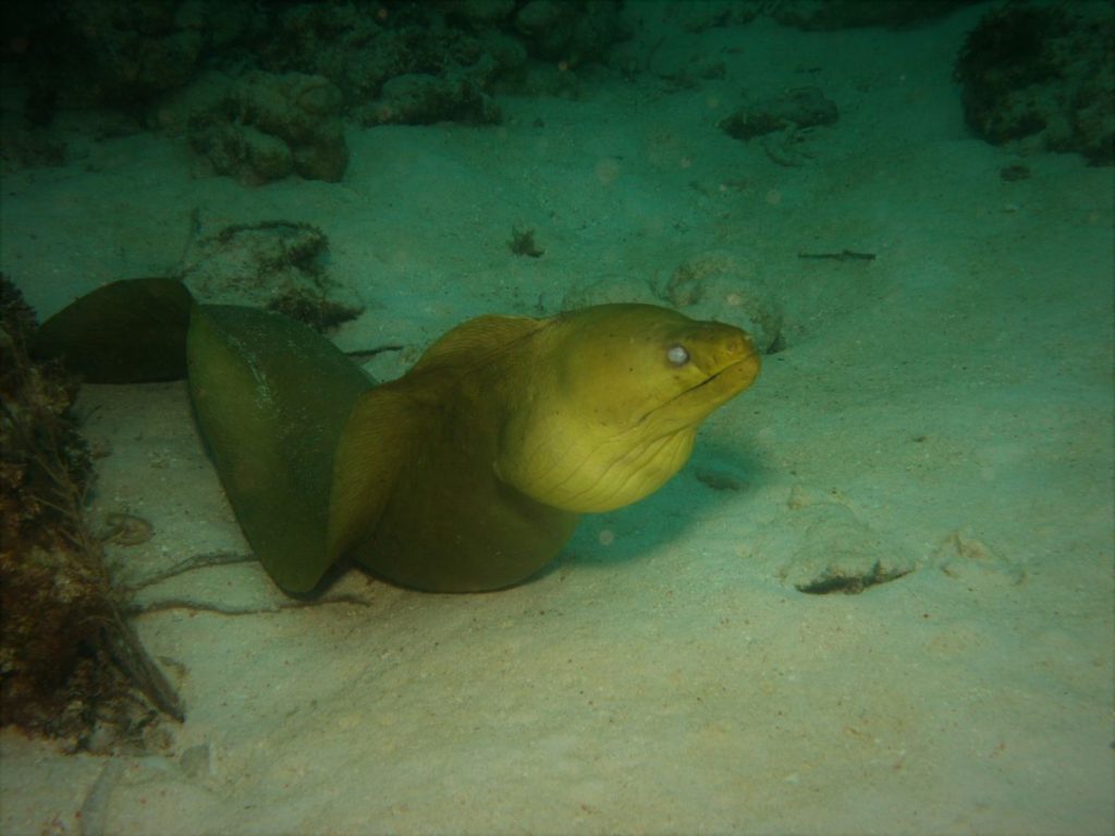 Moray eels are are also a type of reef fish 