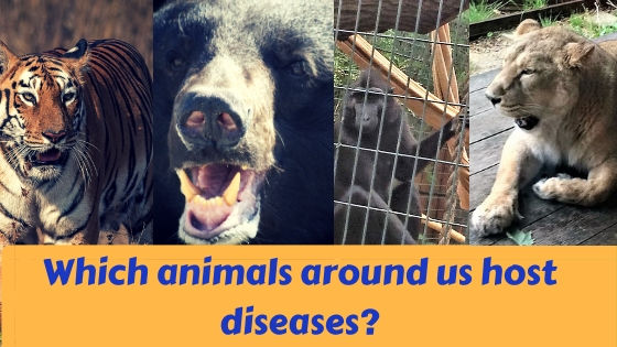 wild animals that could possibly host a disease