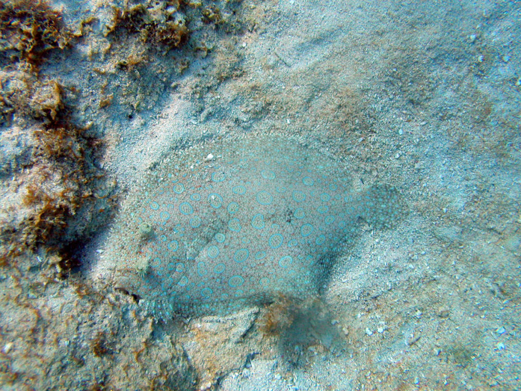 Flounder fish camouflage on the sea bed