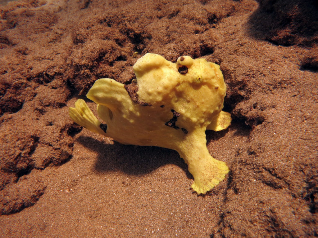 A Predatory frog fish using a camouflage on the sea floor