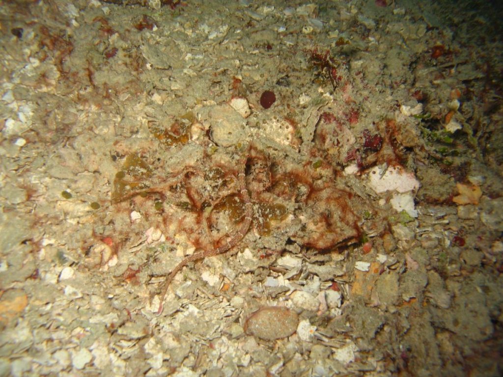 Ghost pipe fish using a camouflage on the sea floor
