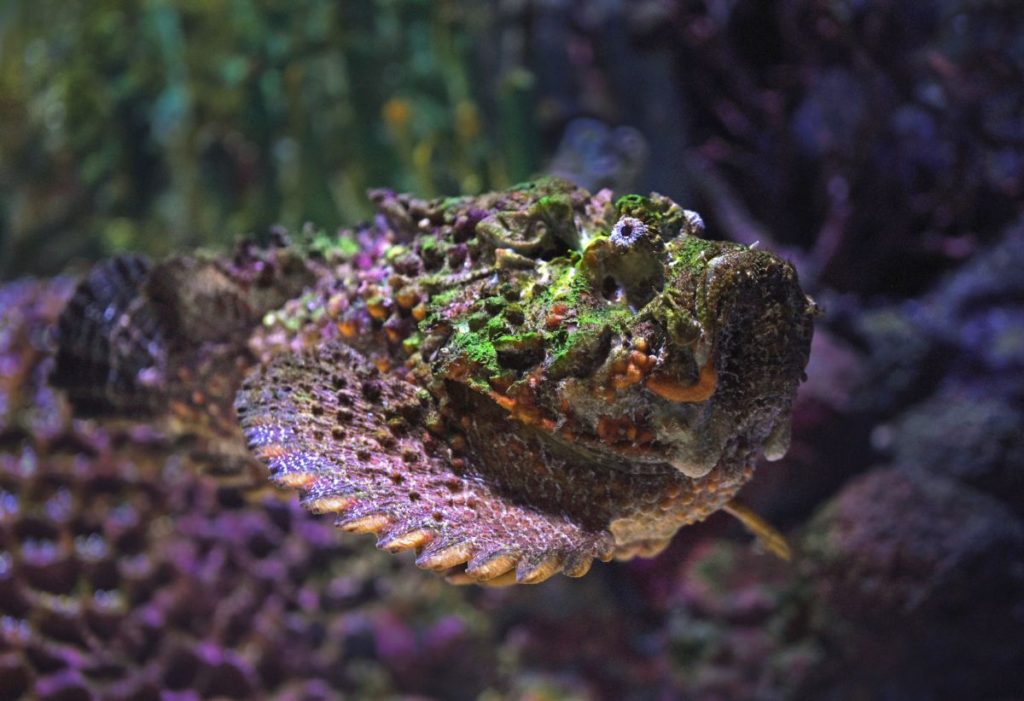 Indicates camouflage of a stone fish in orange and purple background