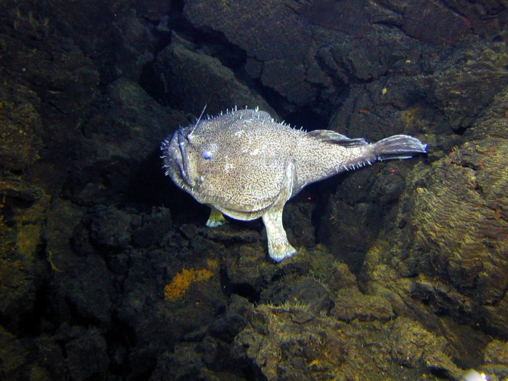 Angler fish camouflage on the sea floor around sea rocks