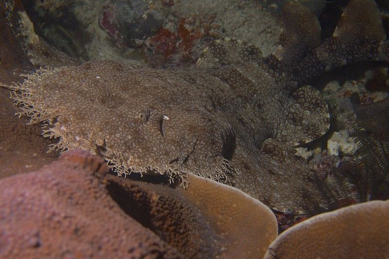 A Wobbegong shark on the seabed appearing like a coral from its mouth