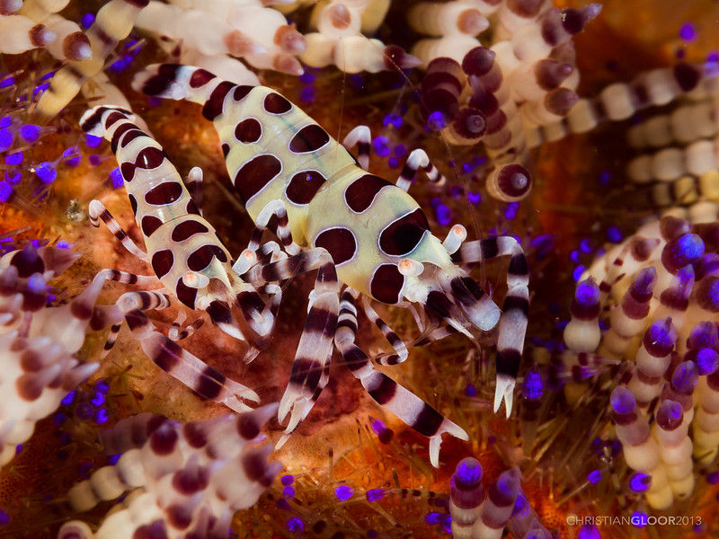 coleman-shrimp camouflage