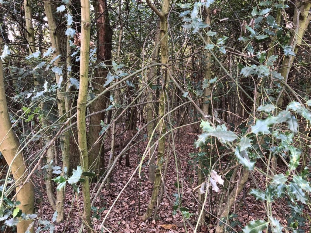 Forest with a lot of trees whose stems can be seen 