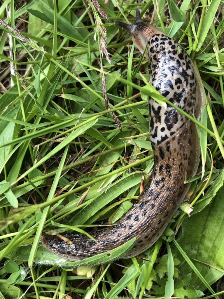 Spines in the grass to protect it.