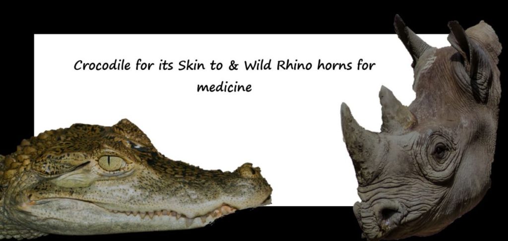 Crocodile skin & Rhino horn