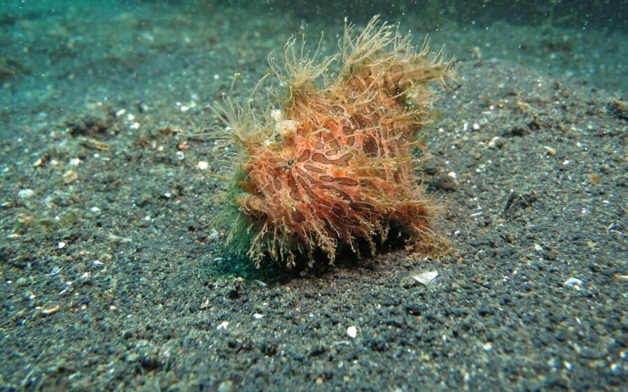 Hairy Frogfish