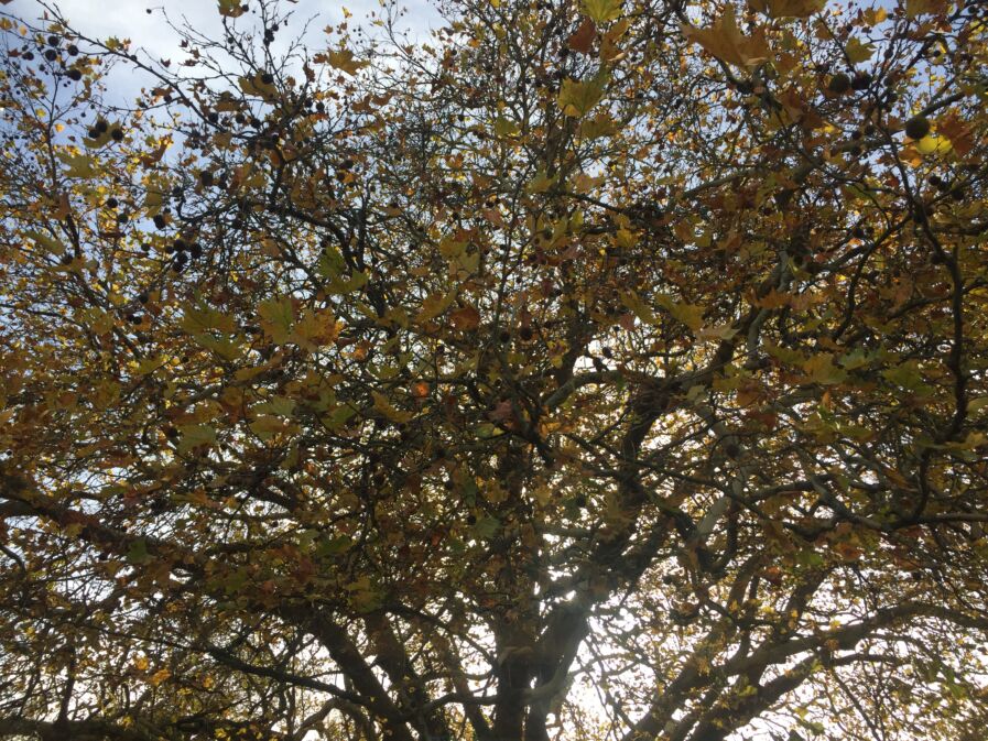 Autumn season and a Tree