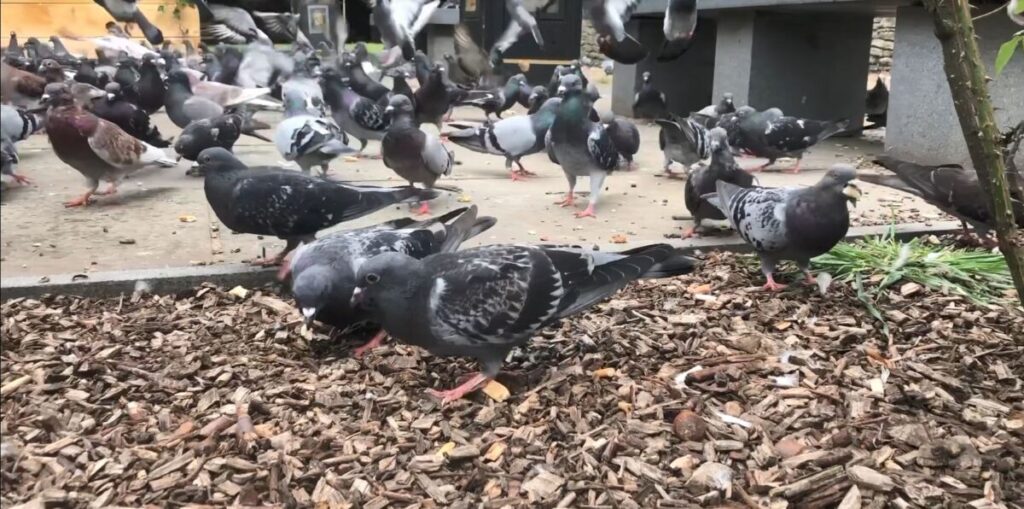 Pigeons feeding 